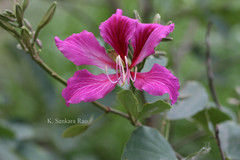 Bauhinia blakeana